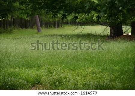 Meadow surrounded by trees, Connetquot River State Park, Long Island, New York