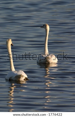 Two mute swans (Cygnus olor) in water, Jamaica Bay Wildlife Refuge West Pond, Queens, New York