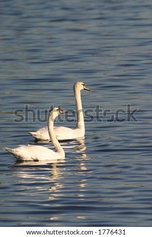 Two mute swans (Cygnus olor) in water, Jamaica Bay Wildlife Refuge West Pond, Queens, New York