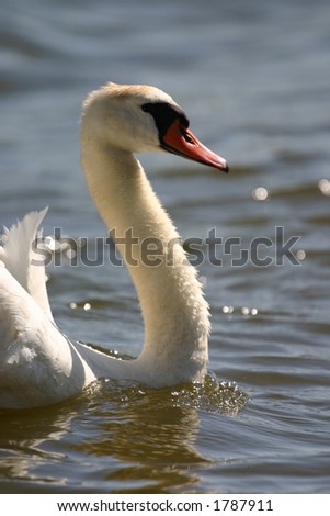 Mute swan (Cygnus olor) in water, Jamaica Bay Wildlife Refuge West Pond, Queens, New York