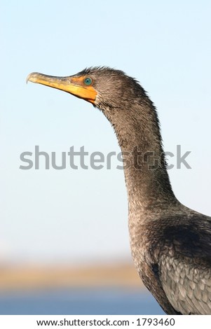 Double crested cormorant (Phalacrocorax auritus), Jamaica Bay, Queens, New York