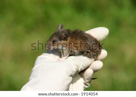 White footed mouse (Peromyscus leucopus) being held during an ecological research project, Ward Pound Ridge Reserve, Cross River, New York