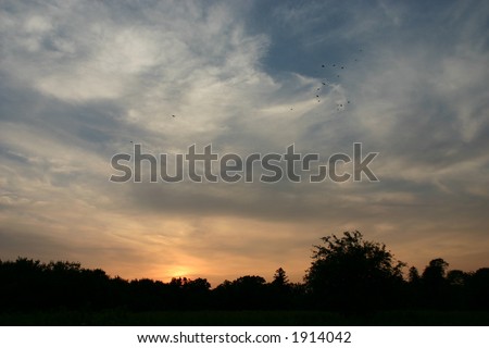 Flock of birds flying at sunset over silhouetted trees, Marshlands Conservancy, Rye, New York