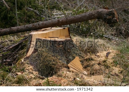 Clear-cut logging area in forest
