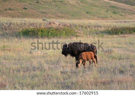 American bison (Bison bison) calf, National Bison Range, Montana