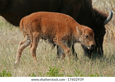 American bison (Bison bison) calf, National Bison Range, Montana