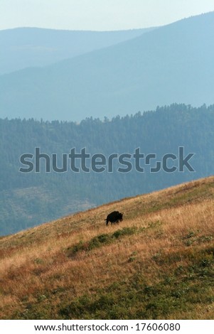 American bison (Bison bison) landscape, National Bison Range, Montana
