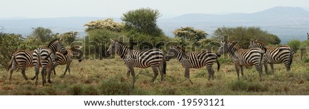 Plains zebra (Equus burchelli), Mpala Research Center, Laikipia, Kenya