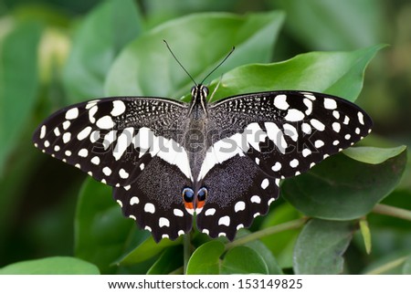 A Citrus Swallow-Tail Butterfly with its wing spread open