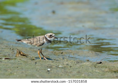 A Ringed Plover foraging the mud flats at low tide