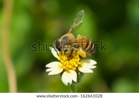A West African Honey Bee (Apis melifera adansoni) gathering pollen from a flower