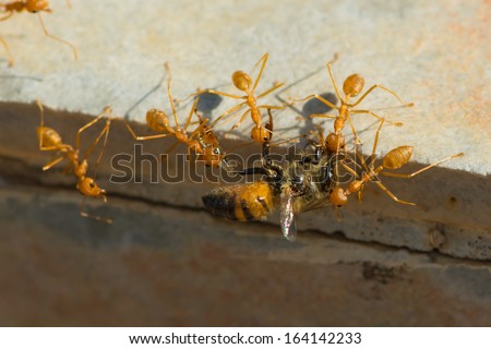 A group of Weaver Ants (Oecophylla longinoda) working together to haul home a honey bee (Apis melifera adansoni)