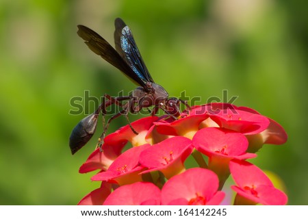 A Large Paper Wasp (Belonogaster) with blue iridescent wings feeding from small round red flowers