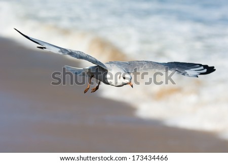 A young Grey-Headed Gull (Larus cirrocephalus) in flight over the sea and sand