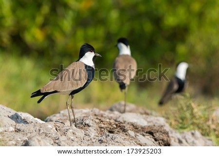 Three Spur-Winged Plovers (Vanellus Spinosus) standing on hard-packed mud