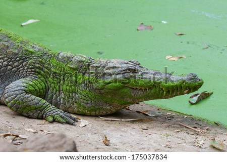 A head and torso shot of a West African Crocodile (Crocodylus suchus) covered with duck weed
