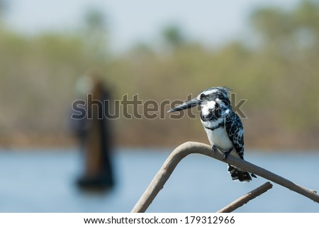 A male Pied Kingfisher (Ceryle rudis) watching a fisherman at work