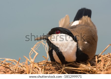 A Spur-Winged Plover (Vanellus Spinosus) resting with its head cocked up