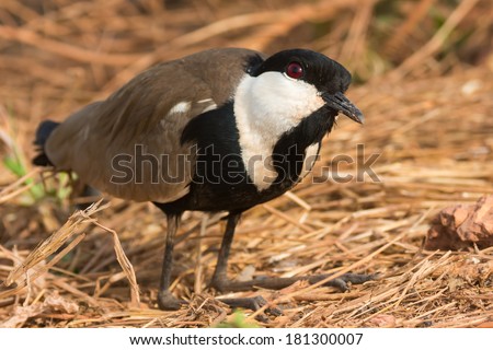 A Spur-Winged Plover (Vanellus Spinosus) kneeling with its head cocked up