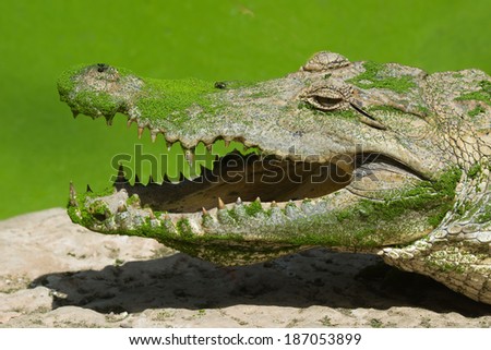 A West African Crocodile (Crocodylus suchus) covered in duckweed with a fly on its snout