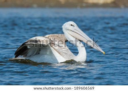 A Pink-backed Pelican (Pelecanus rufescens) making a lunge while fishing Pink-backed Pelican (Pelecanus rufescens) swimming with its wing raised