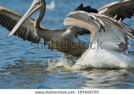 A Pink-backed Pelicans (Pelecanus rufescens) rushing forwards to dive for fish