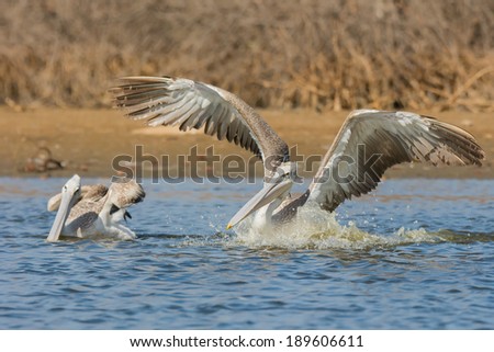 A Pink-backed Pelican (Pelecanus rufescens) with wings up rushing forwards to dive for fish