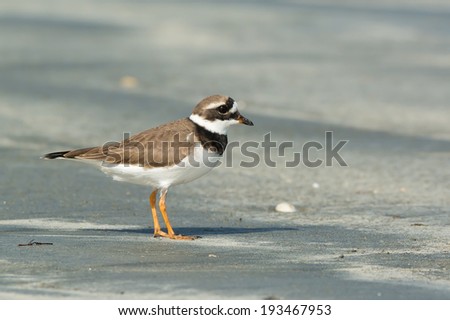 A smart looking Ringed Plover (Charadrius hiaticula) on the beach