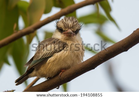 A tubby and fluffy Striped Kingfisher (Halcyon chelicuti) looking at the viewer