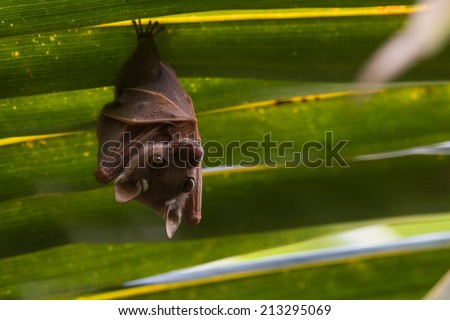 Peter\'s Dwarf Epauletted Fruit Bat (Micropteropus pusillus) hanging on the underside of a palm leaf