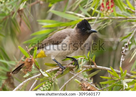 Black-eyed bulbul (Pycnonotus barbatus) perched in a bottle brush tree