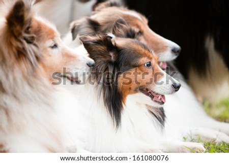 Three Rough Collie-Shetland sheepdog