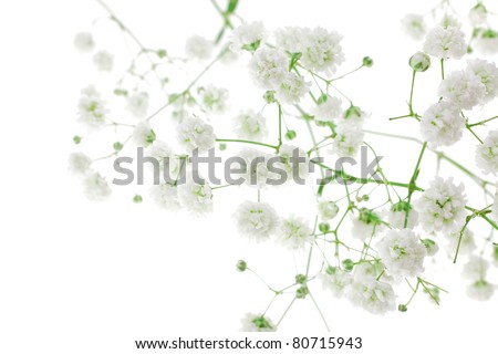 small white flowers isolated on white . shallow dof