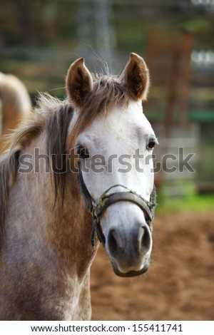 cute horse walks on the ranch