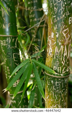 Bamboo sticks with scratches typography