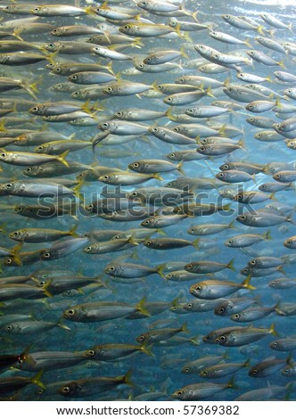 Similar – Image, Stock Photo swarming with fish Flock