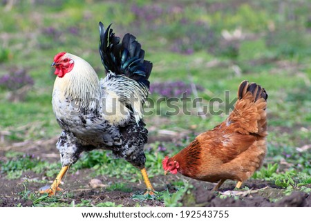 Rooster and chicken grazing on the grass