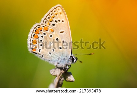 Butterfly on a wild flower.Summer nature background. Filtered image: colorful effect.