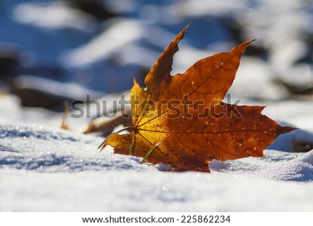 Close-up of  leaf on the first snow in bright sunshine. Park in Autumn.