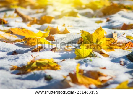 Close-up of leaves on the first snow in bright sunshine. Park in autumn.