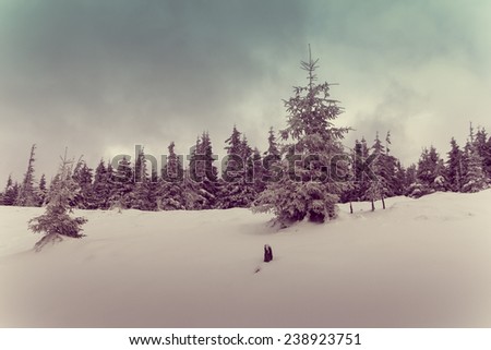 Winter pine mountain forest. New Year`s landscape. Fresh snow on the trees. Retro filter and Instagram toning effect.