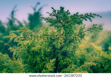 juniper on a natural background with water drops after rain. Vintage effect with soft focus.