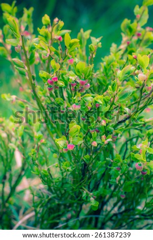 Blooming blueberry bush on a natural background with water drops after rain. Vintage effect with soft focus.