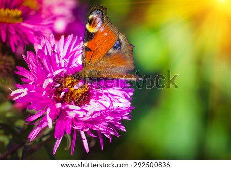 Butterfly closeup on a wild flower. Summer nature background. Filtered image: colorful effect.