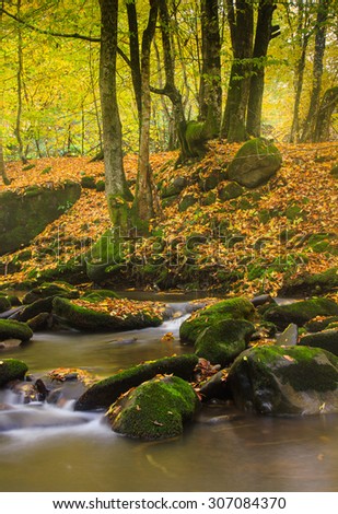 Landscape magic river in autumn forest at sunlight.