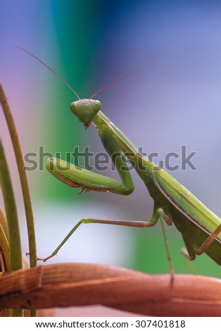 Green mantis religiosa close-up on a branch  bush. Nature blurred background.