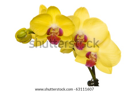 Beautiful yellow orchid on white background