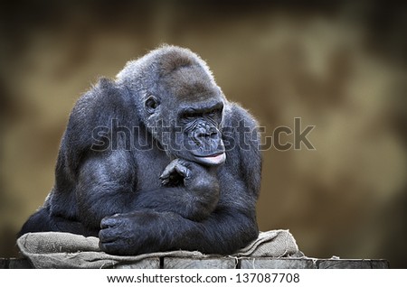 Male silver back gorilla portrait