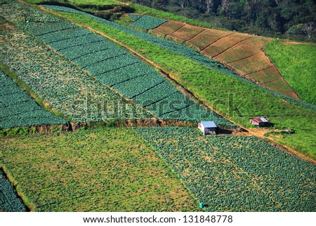 cultivated land, Phu Tub Berg, Phetchabun province, Thailand