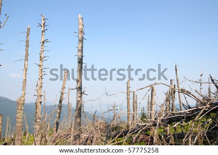 View of dead mountain wood - forest with dry trees